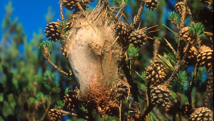 Un point sur les chenilles processionnaires