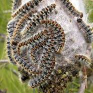 Ecopiege chenilles cocon